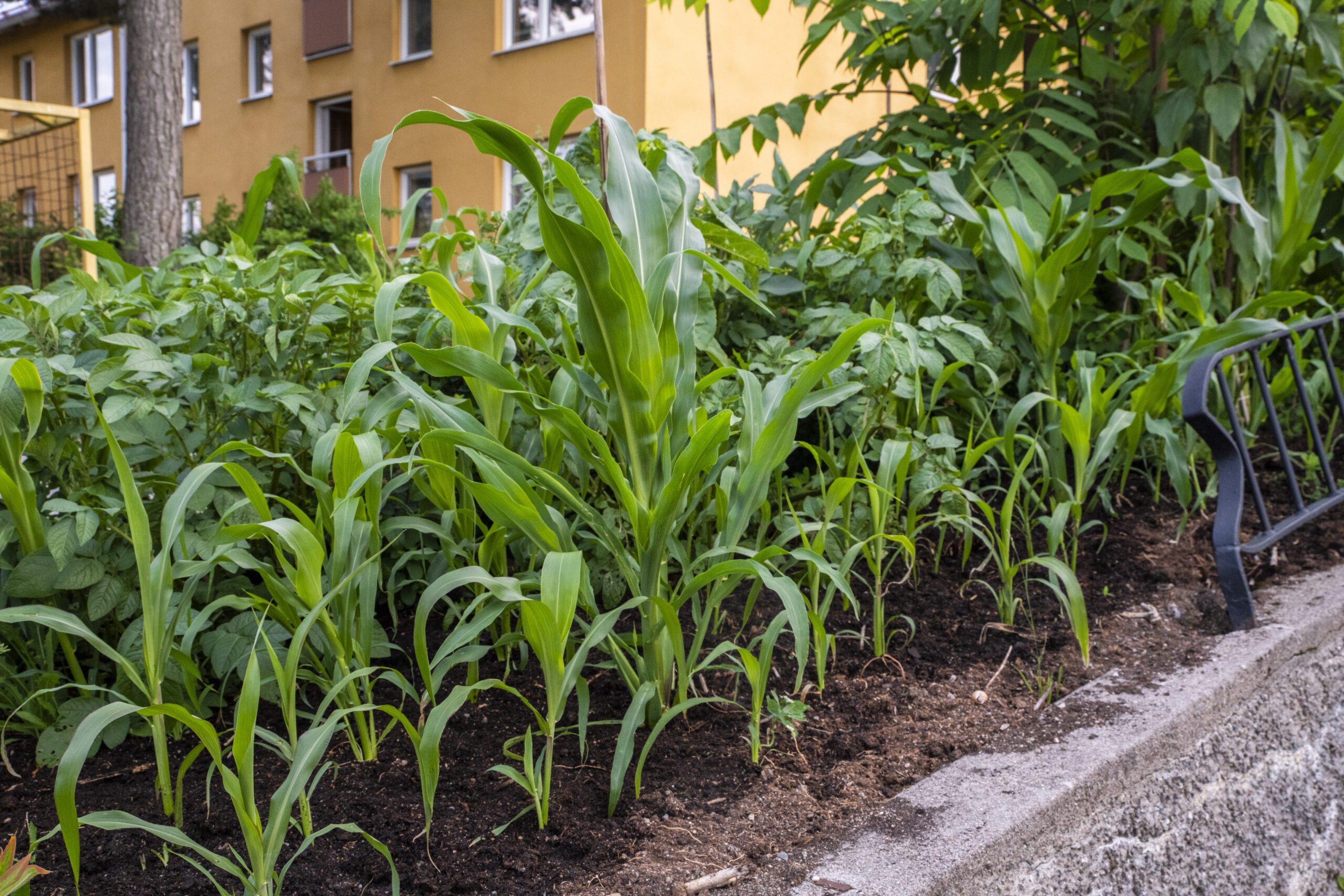 Samplantera majs, sockerrör och solrosor