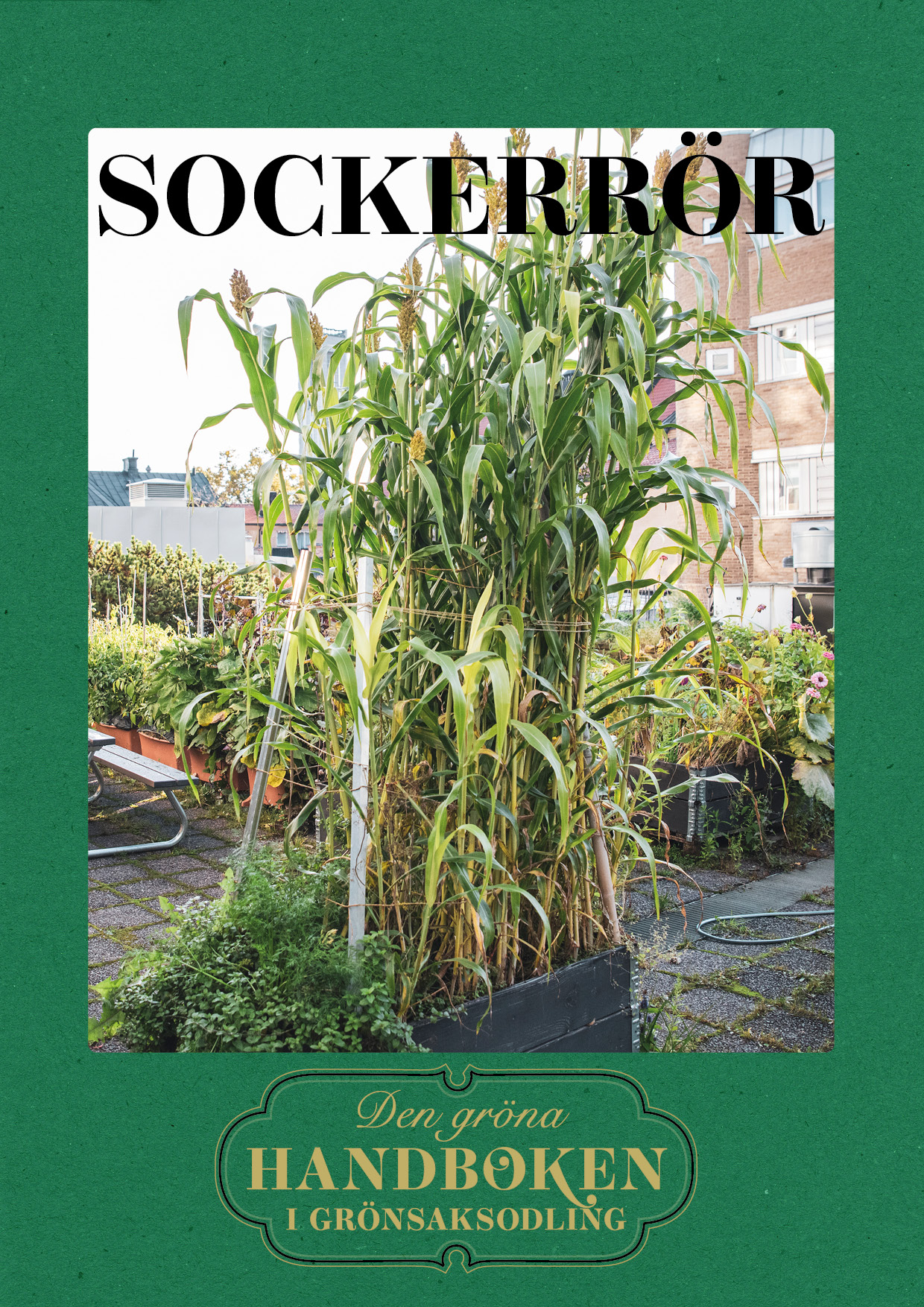 Sockerrör – odlingsinstruktion