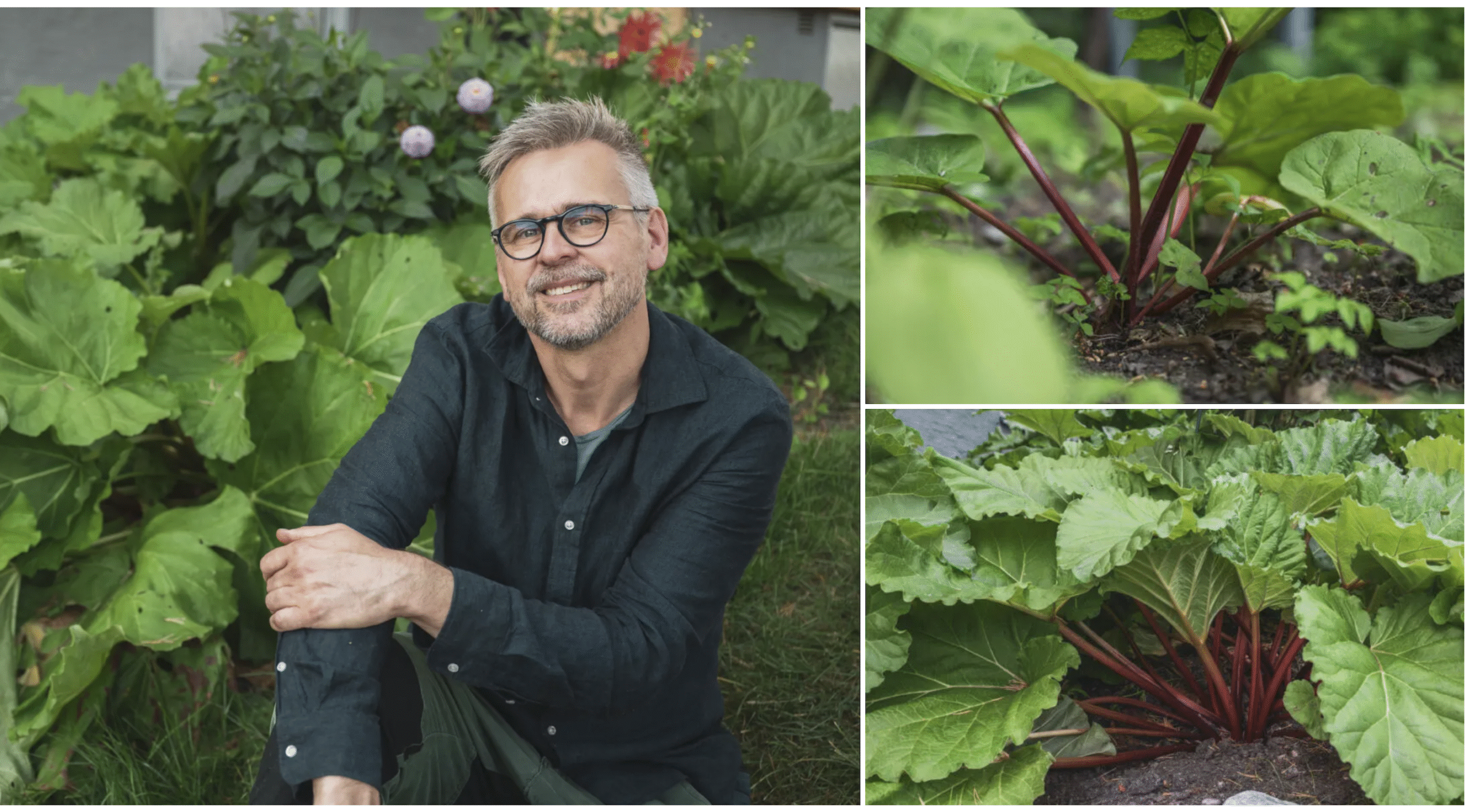 Så får du stora rabarberplantor
