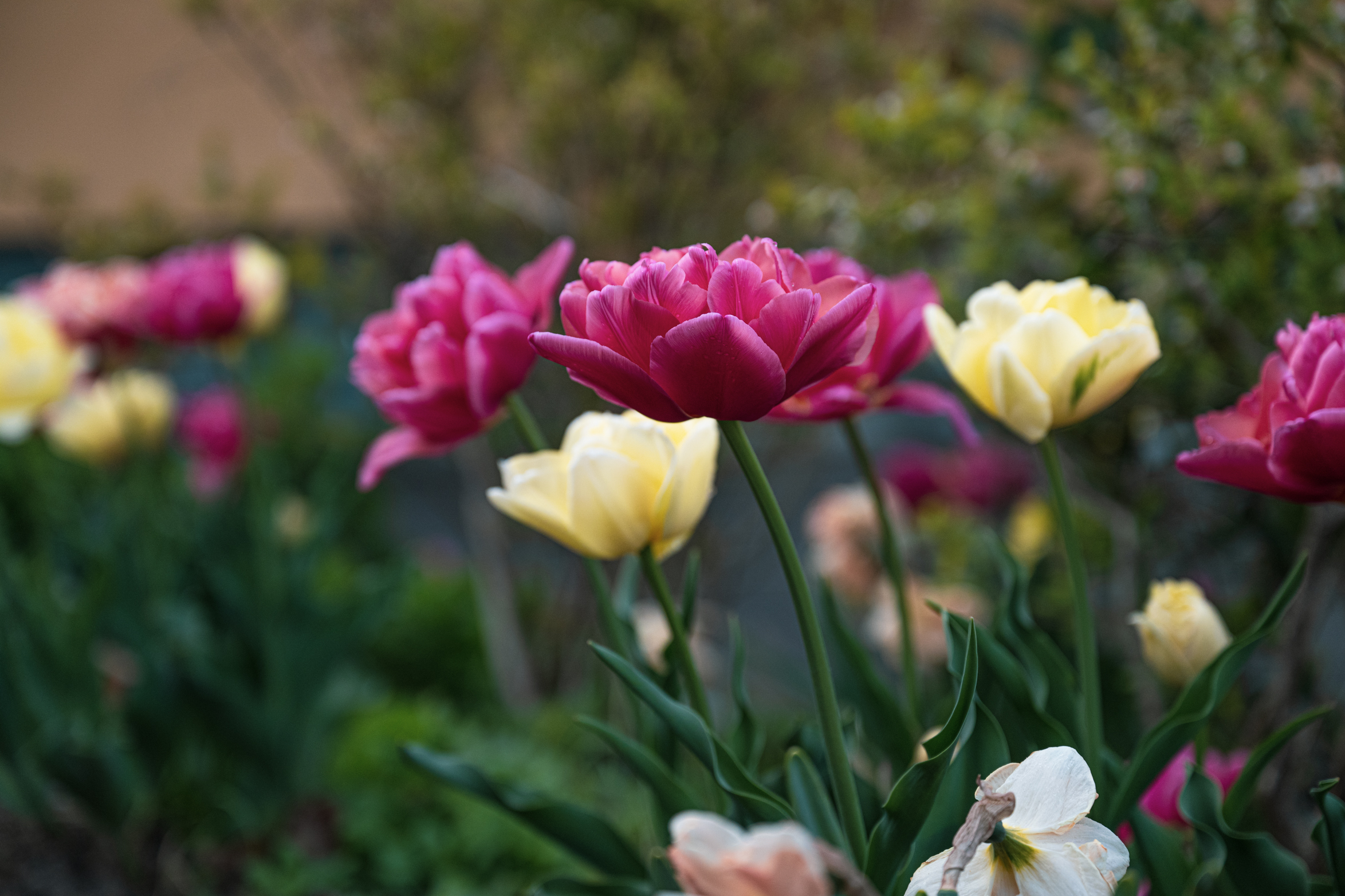 Dags för blomsterlökar men gör inte samma misstag som vi